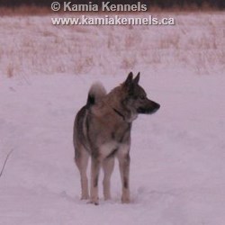 Bosco, Young Male Elkhound