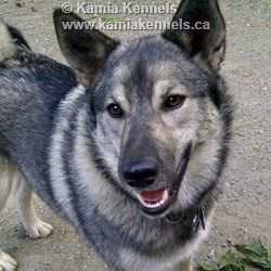 Cinnder Female Elkhound