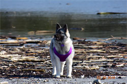 Fiska Norwegian Elkhound Female Daughter of Kai