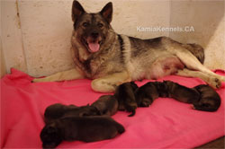 Kai Litter 2 7 Norwegian Elkhound Pups