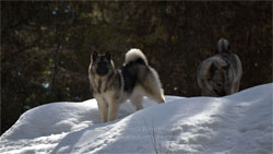 Kai Female Norwegian Elkhound