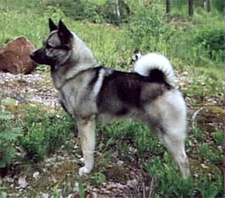 Kjekk Norwegian Elkhound Male Norway