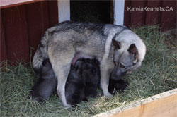 Kalia and Pups