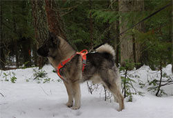 Karu - Norwegian Elkhound Male