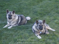 Kona and Bruin - Male Elkhounds - Mia and Takoda Sons