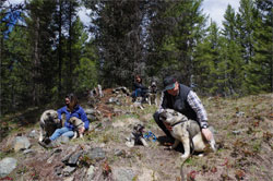 Leif and Takoda and Jaegar and pups