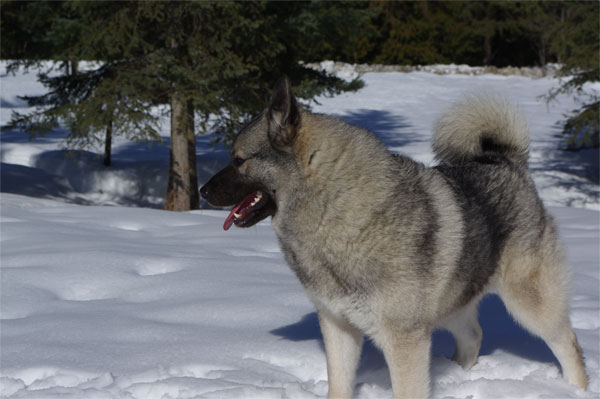 Leif - Male Norwegian Elkhound