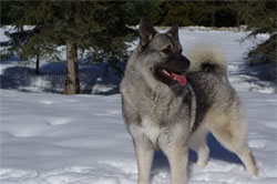 Leif, Norwegian Elkhound Male Kamia Kennels 2017