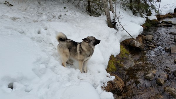 Leif Elkhound Male in Creek in Winter