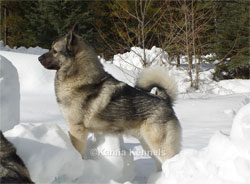 Leif, Male Elkhound