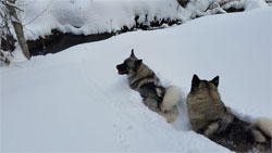 Leif and Tuva Norwegian Elkhound Pair