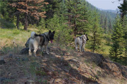 Norwegian Elkhound Males Vitnir and Leif