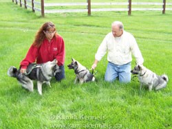 Lexi and Tora and Mia, Female Elkhounds