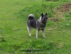Loki Bear Lake Louise AB -Male Elkhounds