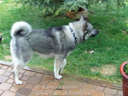 Nika Returns 2010