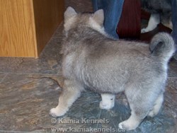 Shadow as a Pup, very silver coat