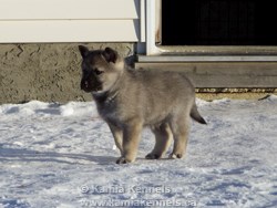Male Elkhound Puppy