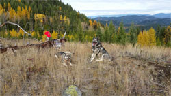 Takoda and Aina Hiking Fall 2016