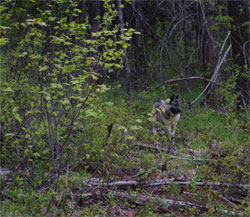 Tuva Female Norwegian Elkhound