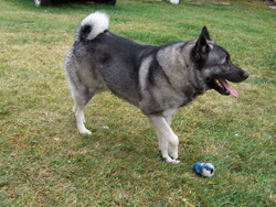 Bram Norwegian Elkhound