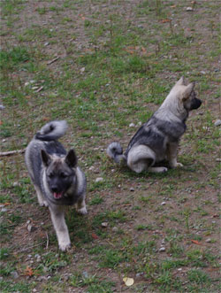 Sage and Willow Foundation Female Norwegian Elkhounds