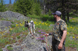 Swix Norwegian Elkhound Male from Sweden