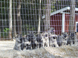 Tika as a young pup with her siblings
