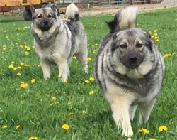 Willow and Sage Norwegian Elkhound Females