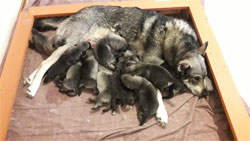 Citi Jamthund Female with 11 Pups
