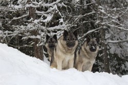 Norwegian Elkhound Females - Kamp, Tekla and Tuva