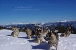 Winter Mountain Hiking With Norwegian Elkhounds