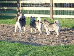 Elkhounds Gray