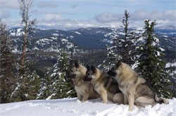 Kamia Kennels Elkhound Training Grounds