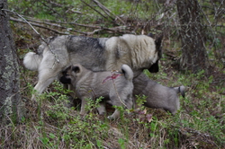 Tekla Norwegian Elkhound Female