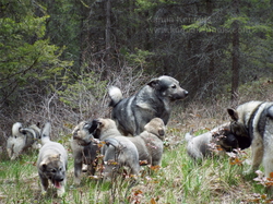 Tekla Norwegian Elkhound Female