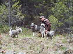Jaegar Norwegian Elkhound Male