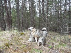 Tora Norwegian Elkhound Female