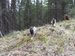 Tora Norwegian Elkhound Female