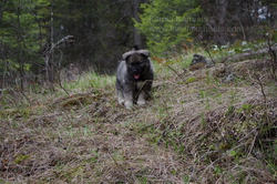 Phoenix Norwegian Elkhound Female