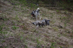 Phoenix, Artemis, Phallon and Tuva