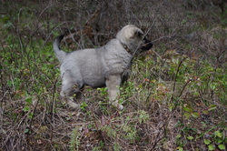 Rigel Norwegian Elkhound Male