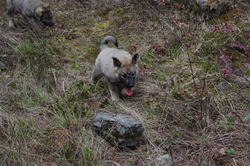 Gifford Working Elkhound Male