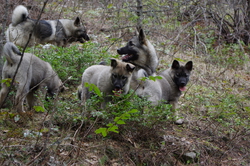 Phoenix, Artemis, Phallon and Tuva