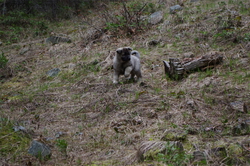 Artemis Norwegian Elkhound Female