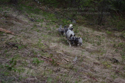 Tuva Norwegian Elkhound Female