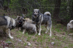 Takoda and 4 Generations of Working Elkhounds