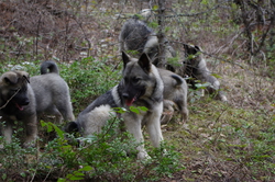 Luna and 4 Generations of Working Elkhounds