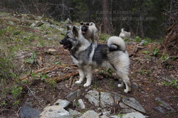 Mane and 4 Generations of Working Elkhounds