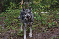 Aina Swedish Elkhound Jamthund