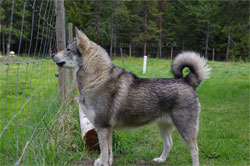 Jamthund Female Swedish Elkhound Aina